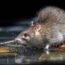 Close up of Wild Brown Rat (Rattus norvegicus) feeding on stones in water of river