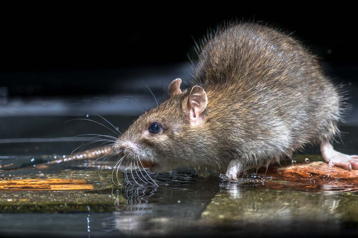 How Fast Can Rats Reproduce? How Long Does It Take to Stop a Rat Infestation? How Do You Get Rid of Rats Permanently Fast?