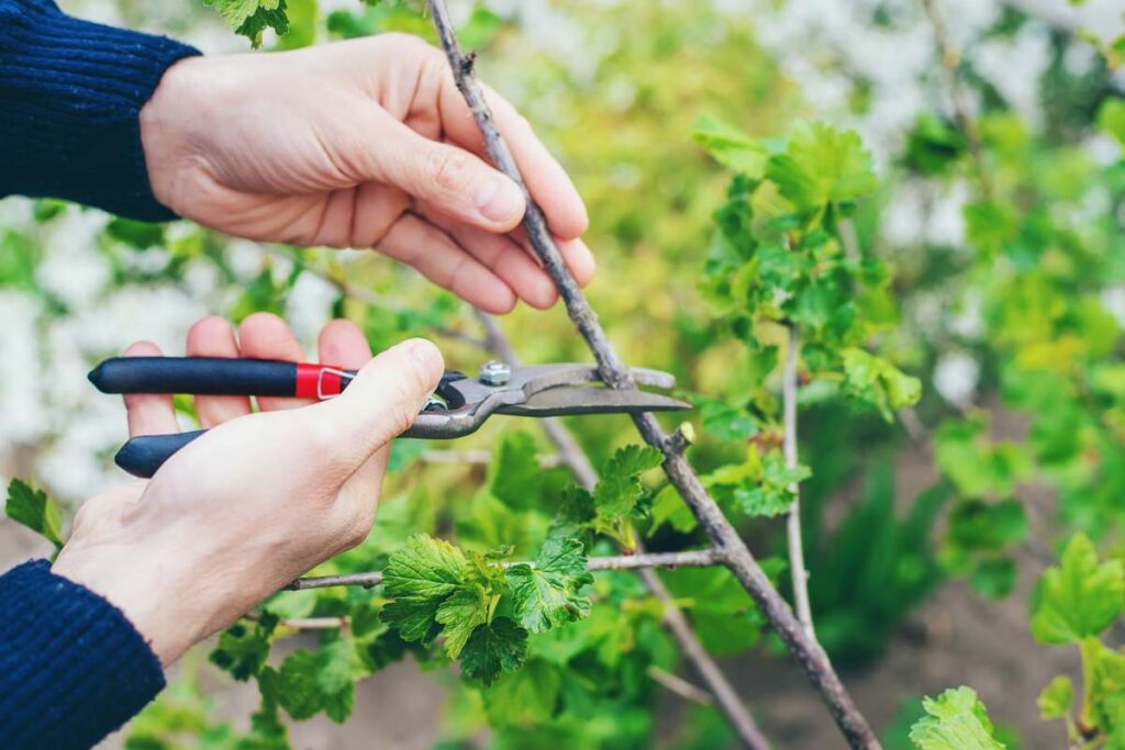 Gardener pruning currant bushes in the garden. Selective focus. nature.