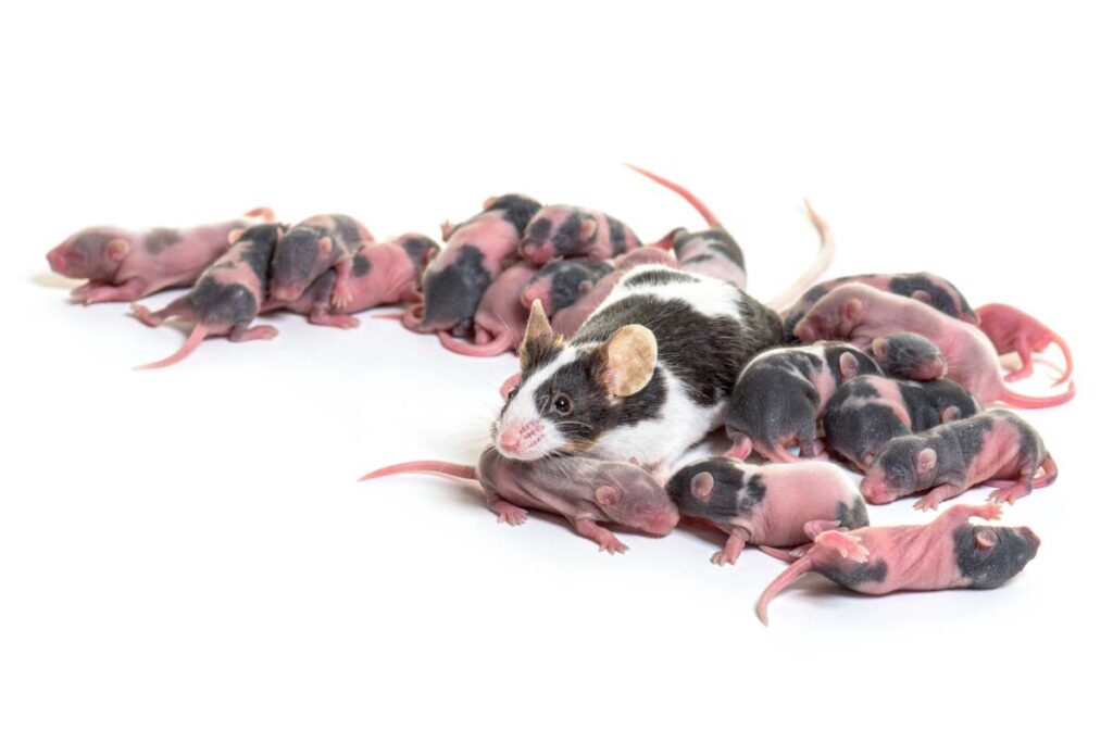 Nest of fancy mouse, few days old hairless pups and mother - Mus musculus domestica, isolated on white