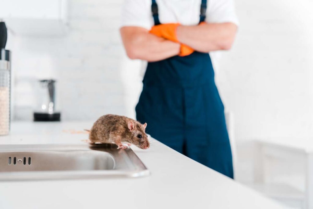 selective focus of small rat near sink and man with crossed arms