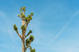 What is Tree Pollarding? What is the Difference Between Pruning and Pollarding? How Do You Know If Your Trees Need Pollarding?