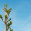 Tree topping, small branches with green leaves growing at treetop after severe pruning against blue sky