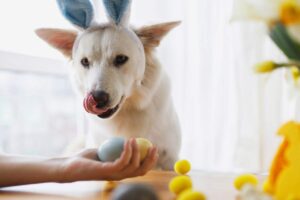 Can Dogs Actually Eat Eggshells?