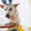 Cute dog in bunny ears looking at stylish easter eggs in woman hand. Happy Easter. Pet and easter holiday at home. Adorable white swiss shepherd dog in bunny ears sniffing natural dyed easter eggs